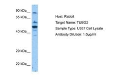 gamma-2 Tubulin Rabbit anti-Human, Polyclonal, Novus Biologicals 0.1ml;